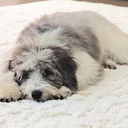 Napa - Aussiedoodle puppy from Kiki’s Doodles