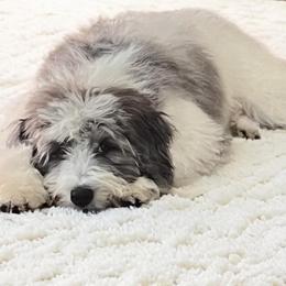 Napa - Aussiedoodle puppy from Kiki’s Doodles