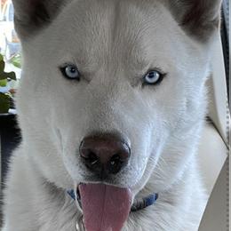 Crisus - Siberian Husky puppy in Chester, Virginia from Dacogetic
