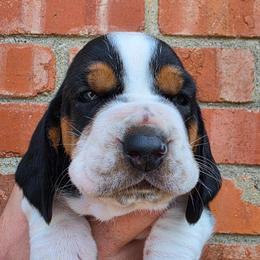 Jolene - Black brown and white female Basset Hound puppy in Bellaire, Ohio from Blessed Bassets