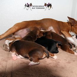 Rat Terrier Puppies from River Ridge Rat Terriers