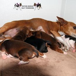 Rat Terrier Puppies from River Ridge Rat Terriers