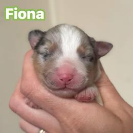 Fiona - Blue merle female Australian Shepherd puppy in Rapid River, Michigan from Echolight Australian Shepherds
