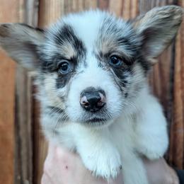 Boy 1 - Blue merle and white male Cardigan Welsh Corgi puppy in Chehalis, Washington from Triple B Corgis