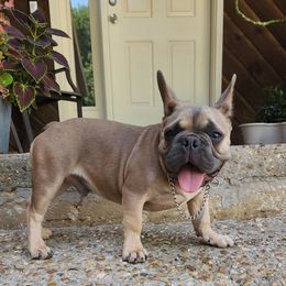 Appa - Blue fawn French Bulldog puppy in Springfield, Missouri from #1 Frenchies aka Nokie's Bullies