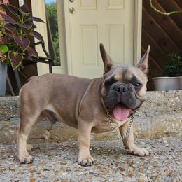 Appa - Blue fawn French Bulldog puppy in Springfield, Missouri from #1 Frenchies aka Nokie's Bullies