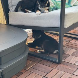 Shiba Inu Puppies from Shiba Inu Loving Care