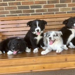 Border Collie Puppies from SoCal/Promise Land Border Collies