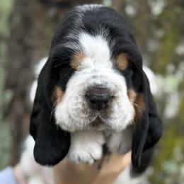 Simon - Black white and tan male Basset Hound puppy in Poplarville, Mississippi from Kara's Basset Hounds