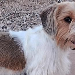 Fredrick - Dachshund