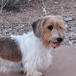 Fredrick - Dachshund