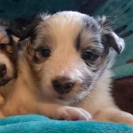 Cindy - Blue merle and white female Shetland Sheepdog puppy in Wapello, Iowa from Willow Rayne shelties and more
