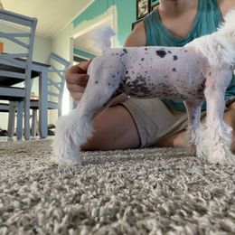 Domino - White and black female Chinese Crested puppy in Utah from Mlee puppies