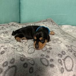 White boy - Sable male Dachshund puppy in Live Oak, Florida from The Weenie Herd Mom