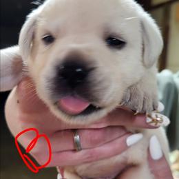 Sy - Yellow male Labrador Retriever puppy in Middleburg, Pennsylvania from Countrylanes labs