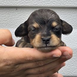 Dachshunds from Seaside kennels