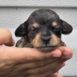 Dachshunds from Seaside kennels