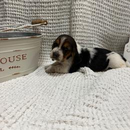 Reba - Black brown and white female Basset Hound puppy in Osage Beach, Missouri from The Basset Boutique