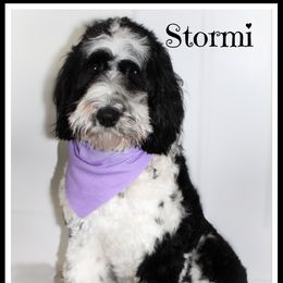 Stormi - Goldendoodle
