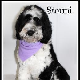 Stormi - Goldendoodle