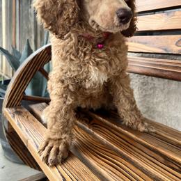 Poodle puppies from Lucky 7 Litter