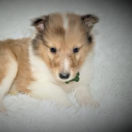 Collie Puppies from Liberty Collies