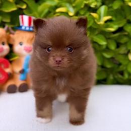 2000 Chocolate and tan boy CKC - Chocolate and tan male Pomeranian puppy in Princeton, New Jersey from PureLove Poms.