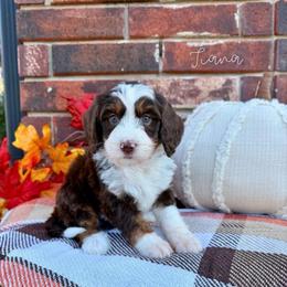 Tiana - Brown and white female Bernedoodle puppy in Owasso, Oklahoma from Kallams Bernedoodles & Bernese Mountain Dogs