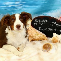 Albus Dumbledore - Red tri male Miniature Australian Shepherd puppy in Levelland, Texas from Once Upon a Time Aussies