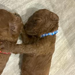 Blue Collar - Red  male Poodle puppy in Orange, Connecticut from Shamrock’s Poodles