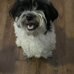 Tucker - Shichon