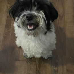 Tucker - Shichon