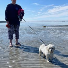Coton de Tulear and Poodle Puppies from Legacy Pets