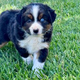Coal - Black tri male Miniature Australian Shepherd puppy in California from Eagle River Aussies