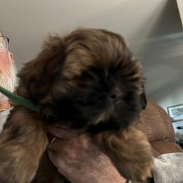 Shih Tzu Puppies from Prestige Shih Tzu Family
