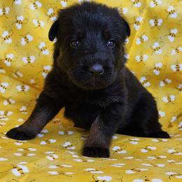 Girl 2 (Pink) - Sable female German Shepherd puppy in Genoa, Illinois from vom ehrenSchutz German Shepherds