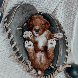 Bernedoodle and Cavapoo Puppies from Cascade Springs Doodles