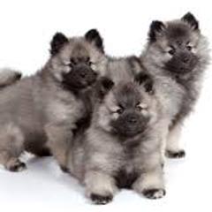 Girl 1 - Black and silver female Keeshond puppy in Fayetteville, Tennessee from Erbekees-Keeshonden