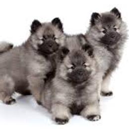 Girl 1 - Black and silver female Keeshond puppy in Fayetteville, Tennessee from Erbekees-Keeshonden