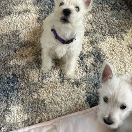 West Highland White Terrier Puppies from Must Love Westie Dogs