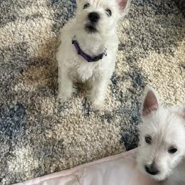 West Highland White Terrier Puppies from Must Love Westie Dogs