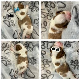 Cavalier King Charles Spaniel Puppies from Wilburn Cavalier King Charles