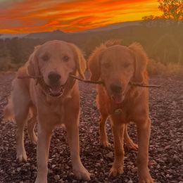 Golden Retriever Puppies from Retrievers Gold AZ