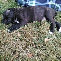 Staffordshire Bull Terrier Puppies from Bold Play Staffords
