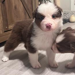 Verity (Pink) - Red tri-color female Australian Shepherd puppy in Navasota, Texas from Triple MMM Kennel
