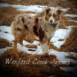 Stella - Australian Shepherd