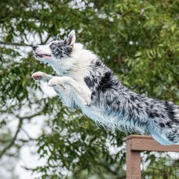 Border Collies from Mighty Border Collies