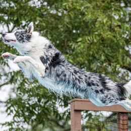 Border Collies from Mighty Border Collies
