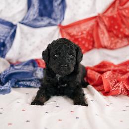 Benedict - Black tri-color male Aussiedoodle puppy in Inman, South Carolina from Dark Corner Doodles