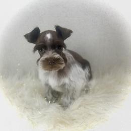 Margaret - Liver female Miniature Schnauzer puppy in Overton, Texas from Beards & Bows Schnauzer Farm
